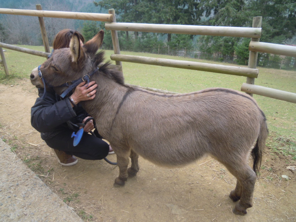 Charly, l'âne de Schrek est un