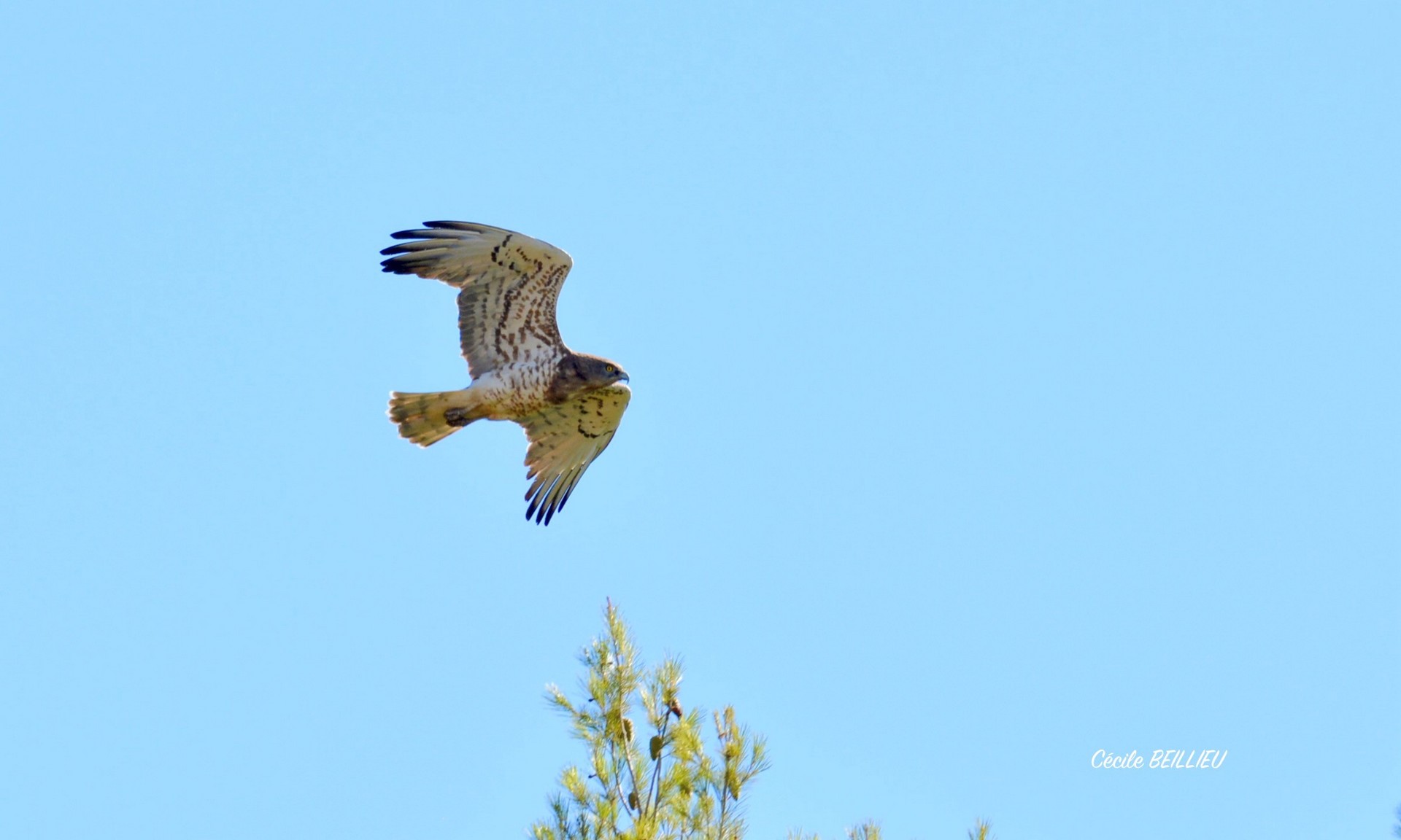 Guide naturaliste Cécile Beillieu, Saint-Rémy-de-Provence - photo 5