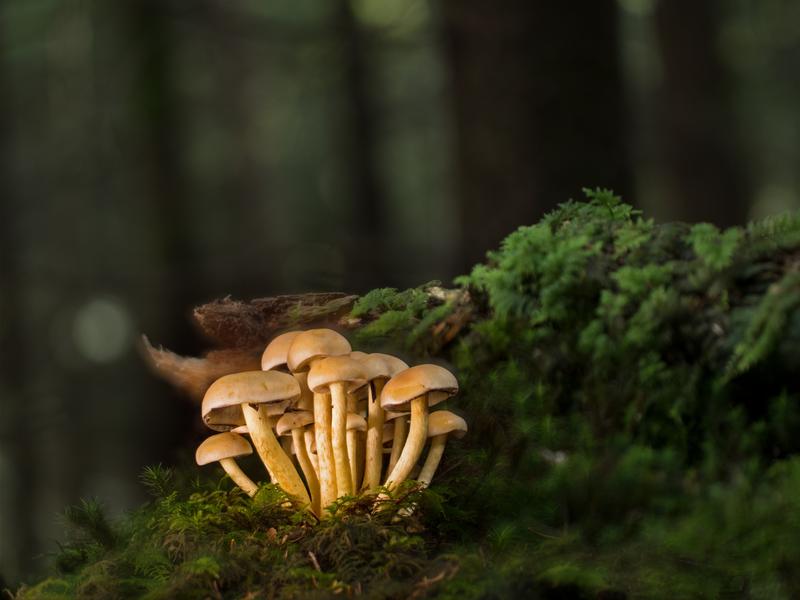 Week-end Champignons