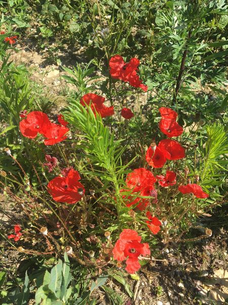 Coquelicots