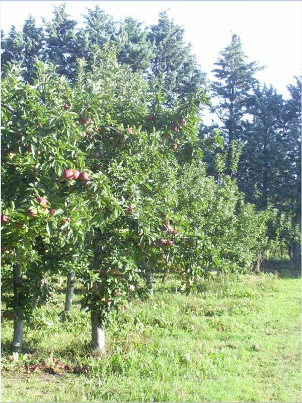 Gîte du Grand Mas du Roy, Arles - photo 7