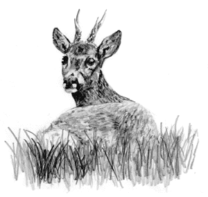 Escapade - Balade en puylacquois