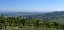 Vignes, les Côtes Forez