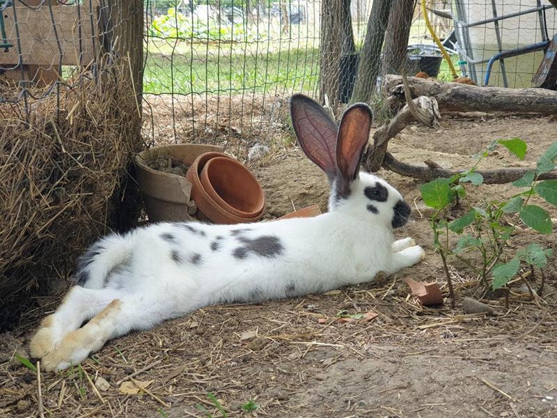 Visites et ateliers de la mini ferme d'animation Path'O Calme - Trept - Balcons du Dauphiné