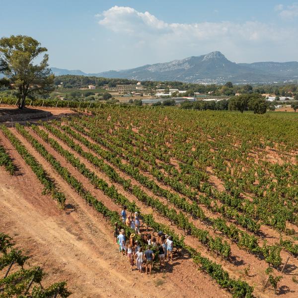 Visite vignoble