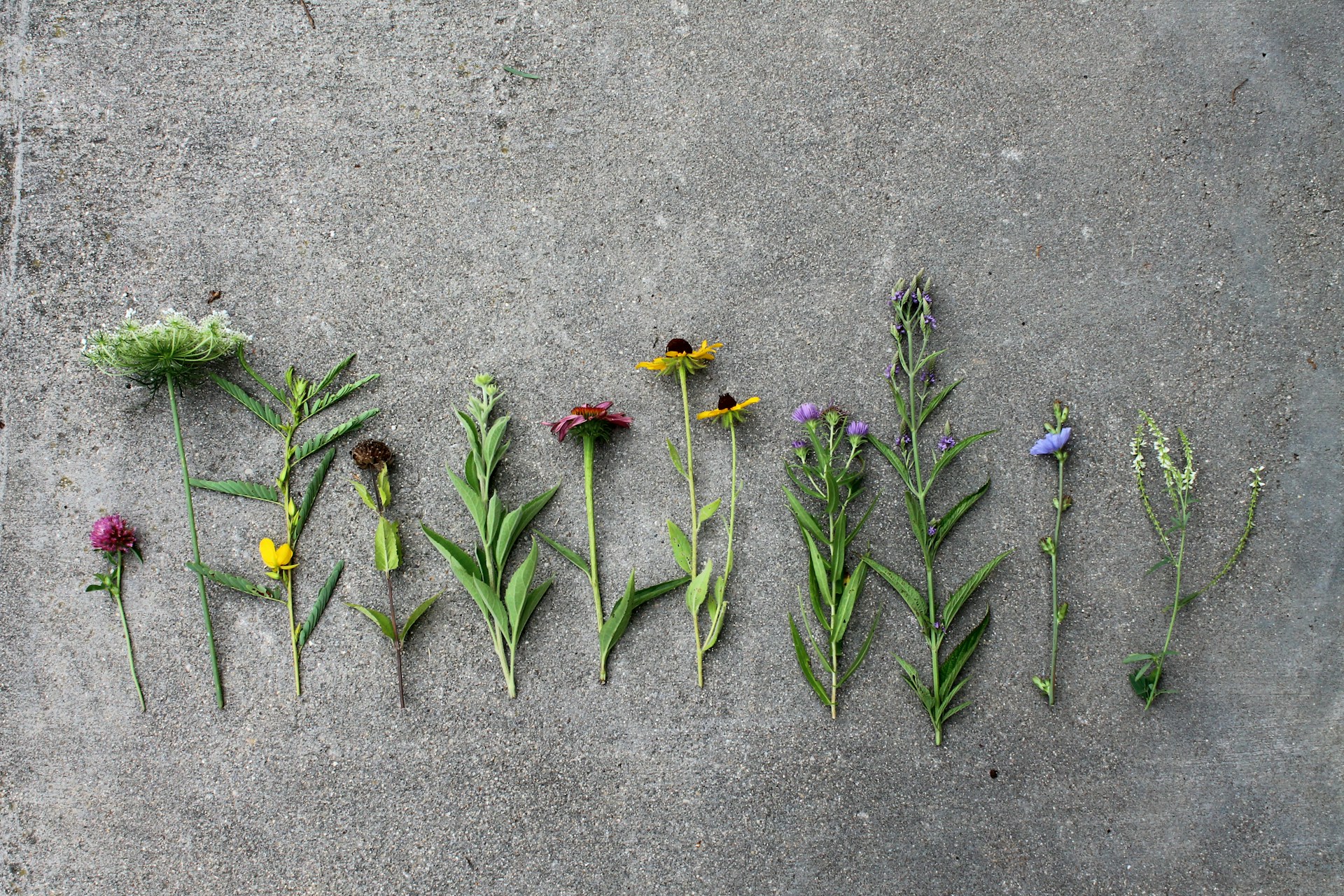 Les secrets des plantes comestibles_Davézieux