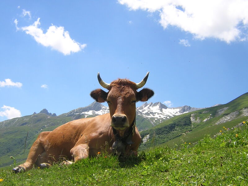 vache de race Tarine vache de race Tarine