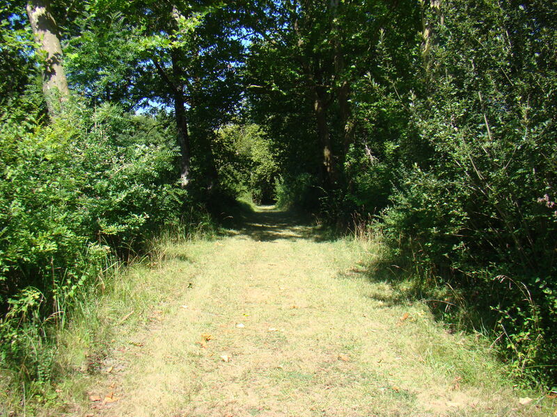 Sentier fauché à travers les arbres dans le parc du château