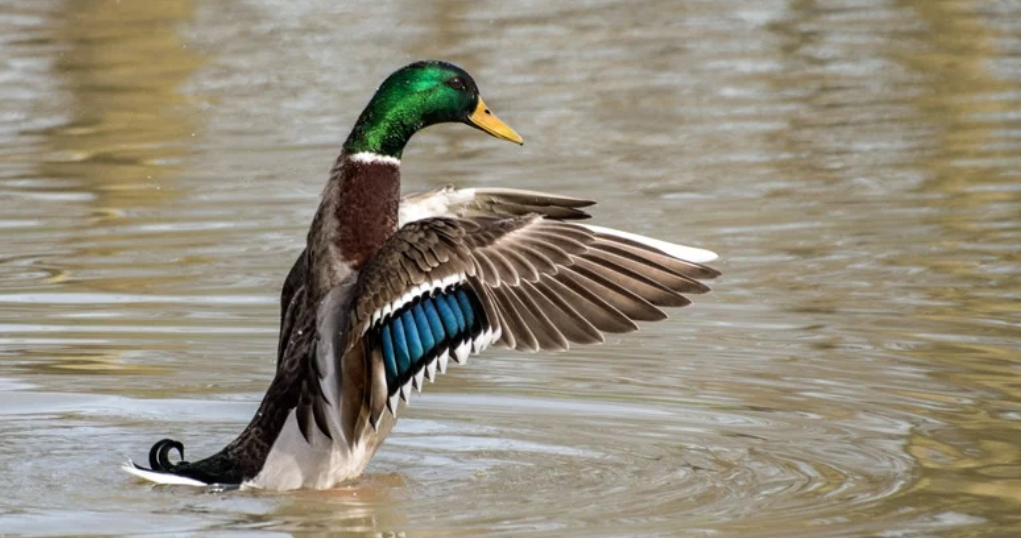 Colvert et ses amis_Ceyzérieu