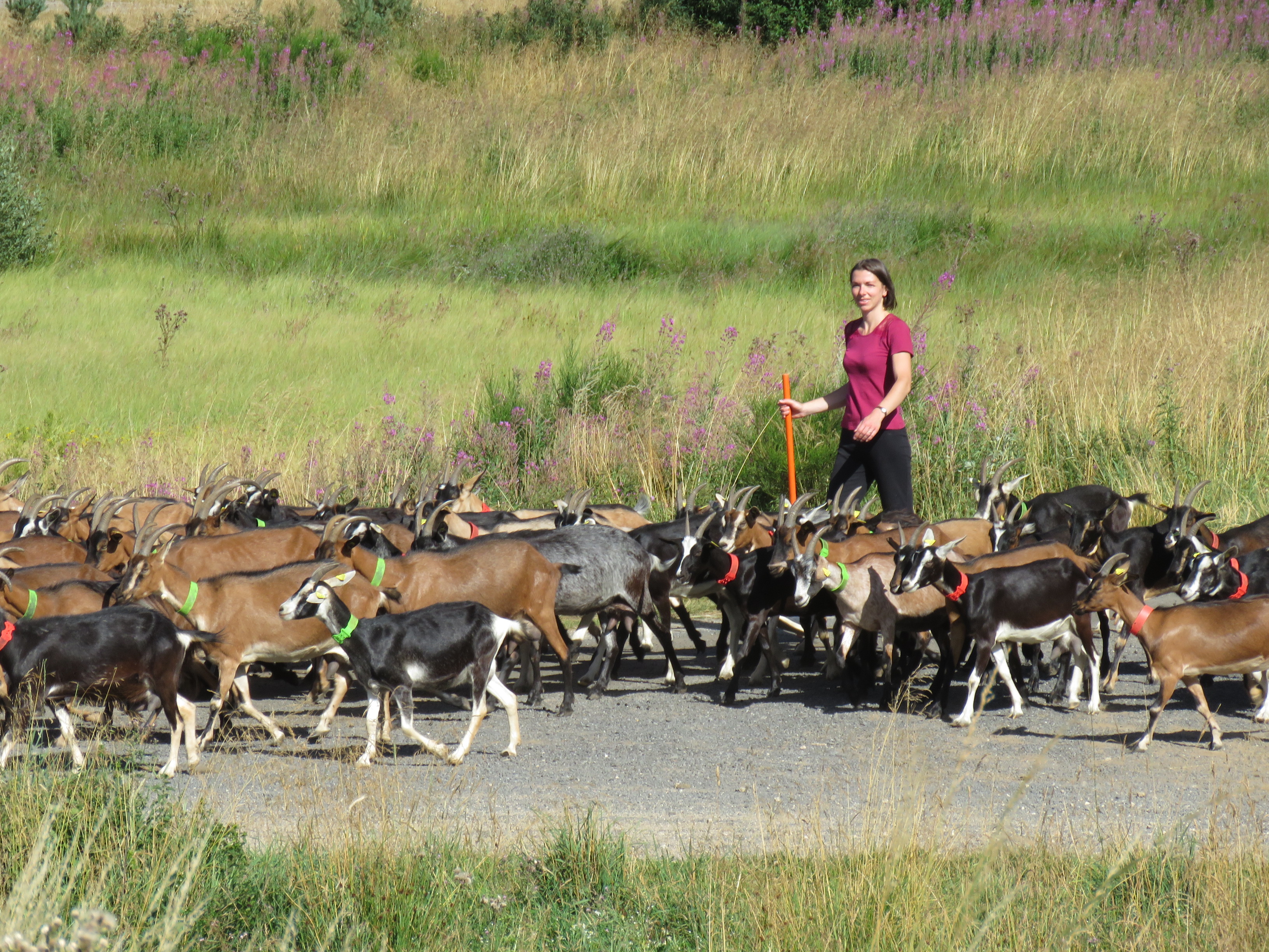 Visite de la ferme de Montmoulard - Traite des chèvres