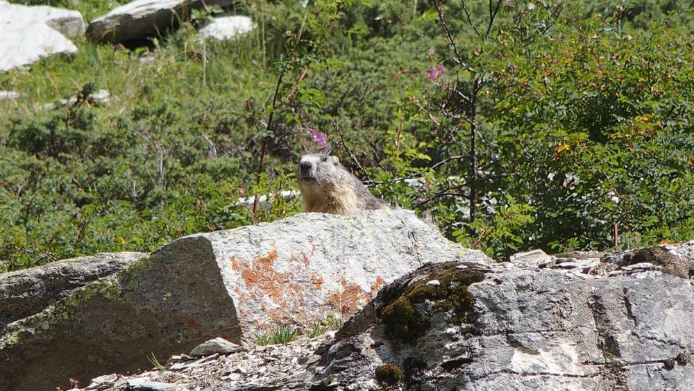 Les Marmottes à La Toussuire