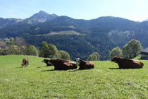 Vaches Abondance avec vue sur le mont de Grange