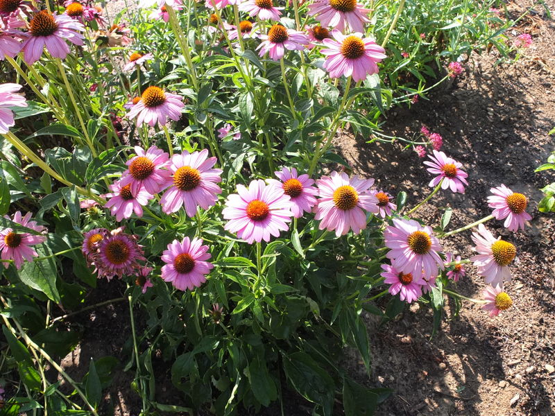 Jardins de l'Ecole de Breuil 