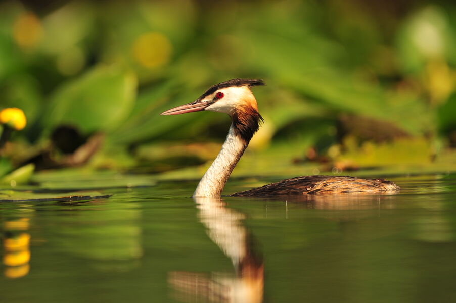 M.Bouron_Grèbe huppé