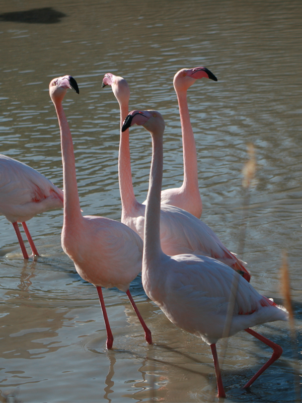 "Ces drôles d'oiseaux"