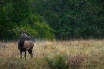 Sortie Brame du cerf - Animation Nature