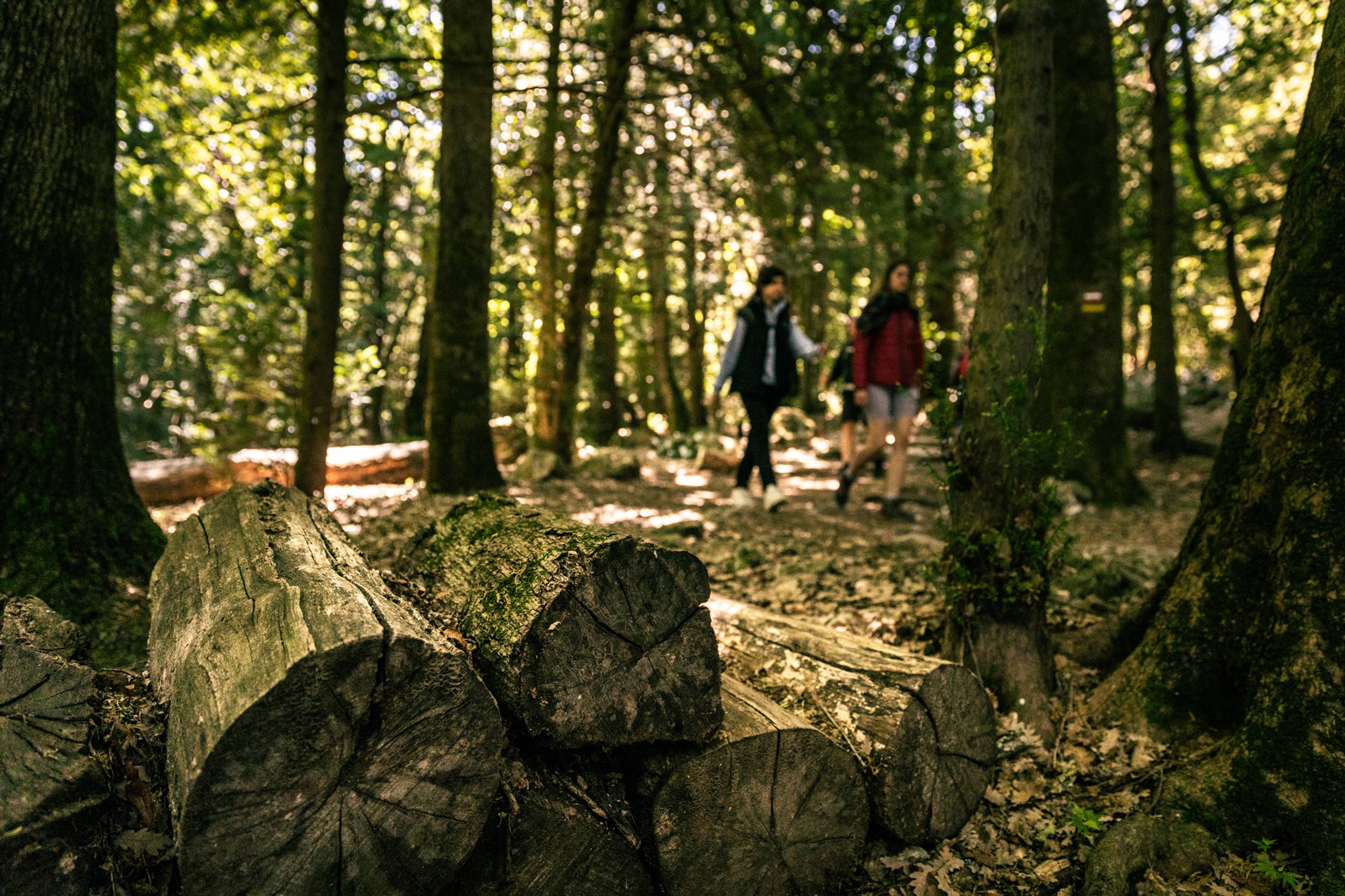 PLAN D'AUPS SAINTE-BAUME - Le sentier Merveilleux, Saint-Zacharie - photo 8