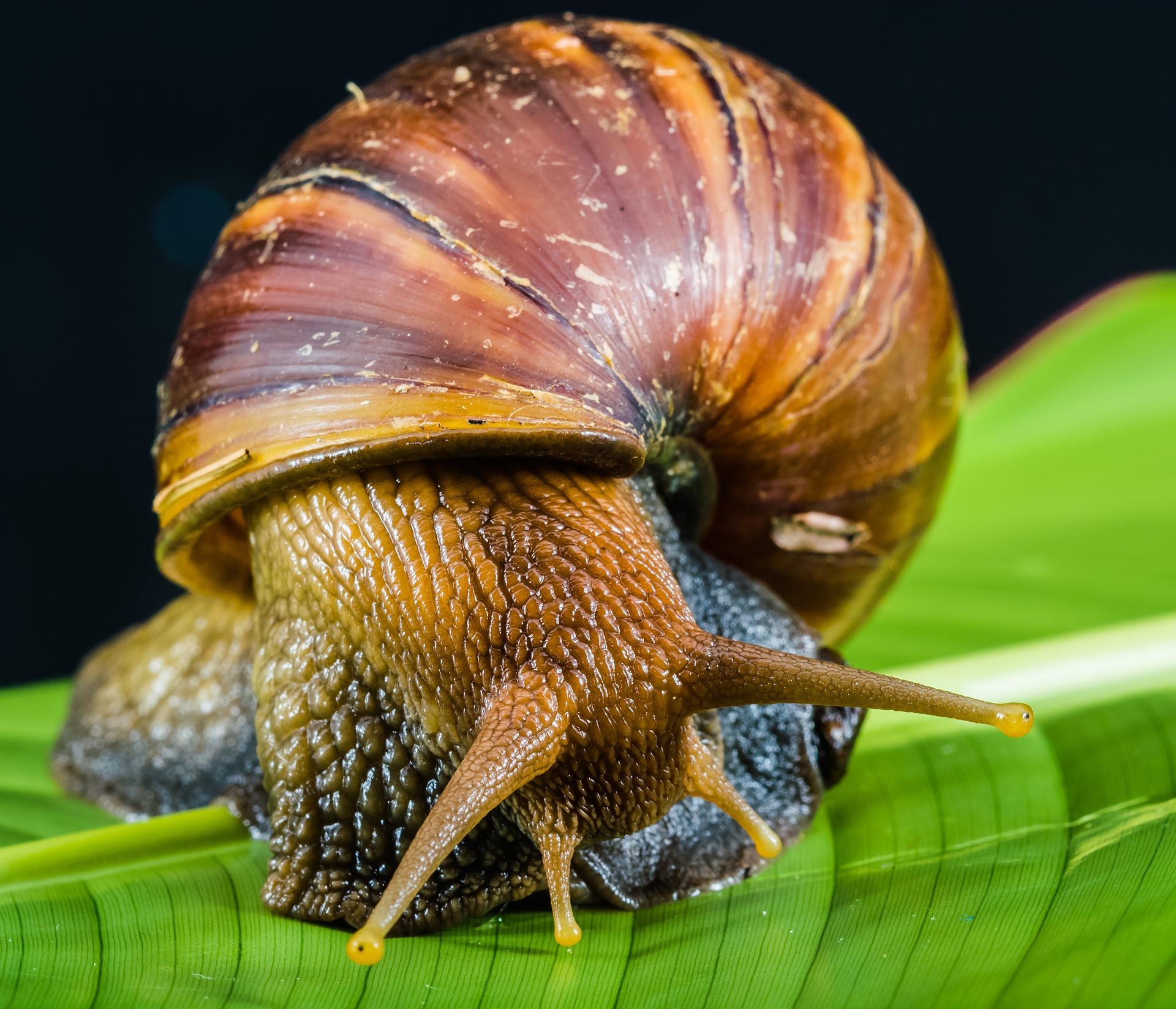 la ferme aux escargots