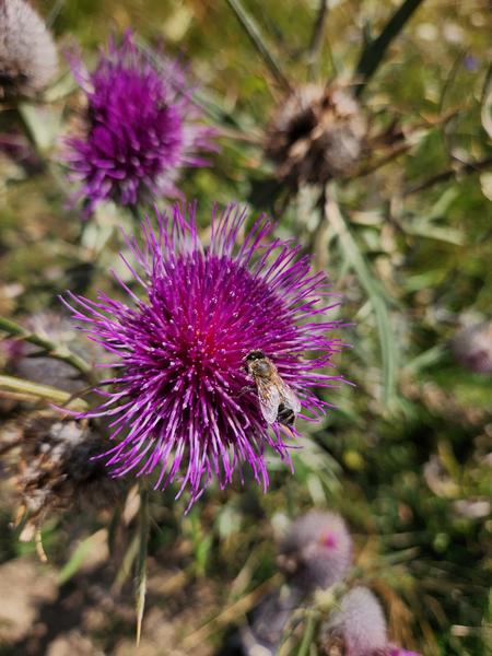 Sentier de randonnée - Le Tour de la Mâche_Mégevette
