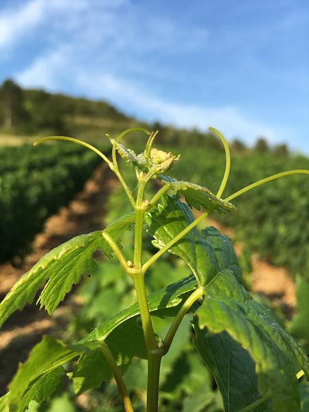 Domaine de la Dentelle_St Martin du Mont