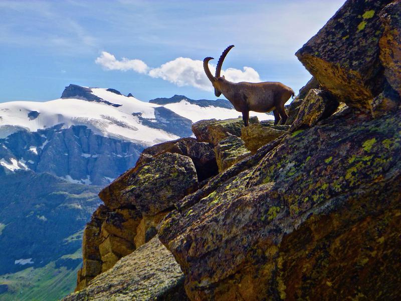 Bouquetin des Alpes sur les hauteurs Bouquetin des Alpes sur les hauteurs