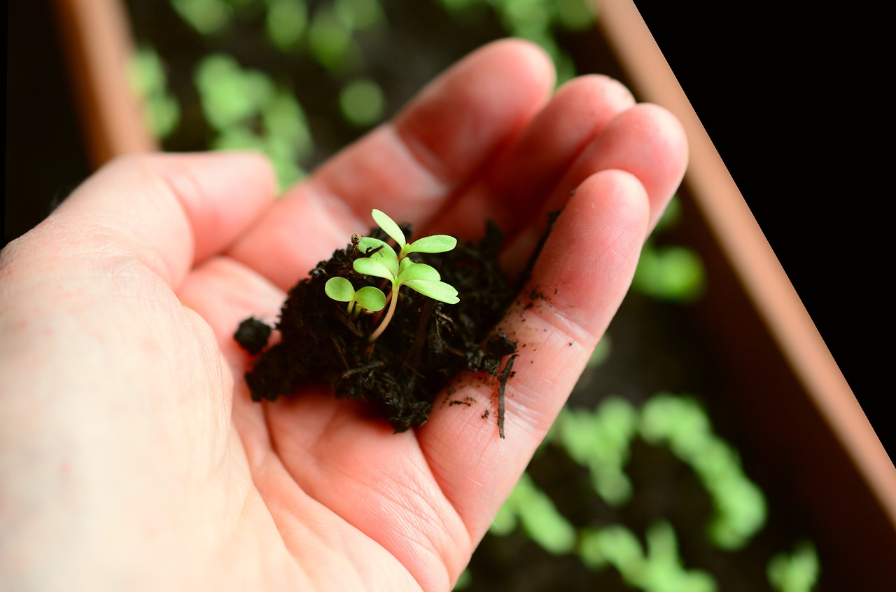 Vente de plants à la ferme - Graines de Buisson_Plats