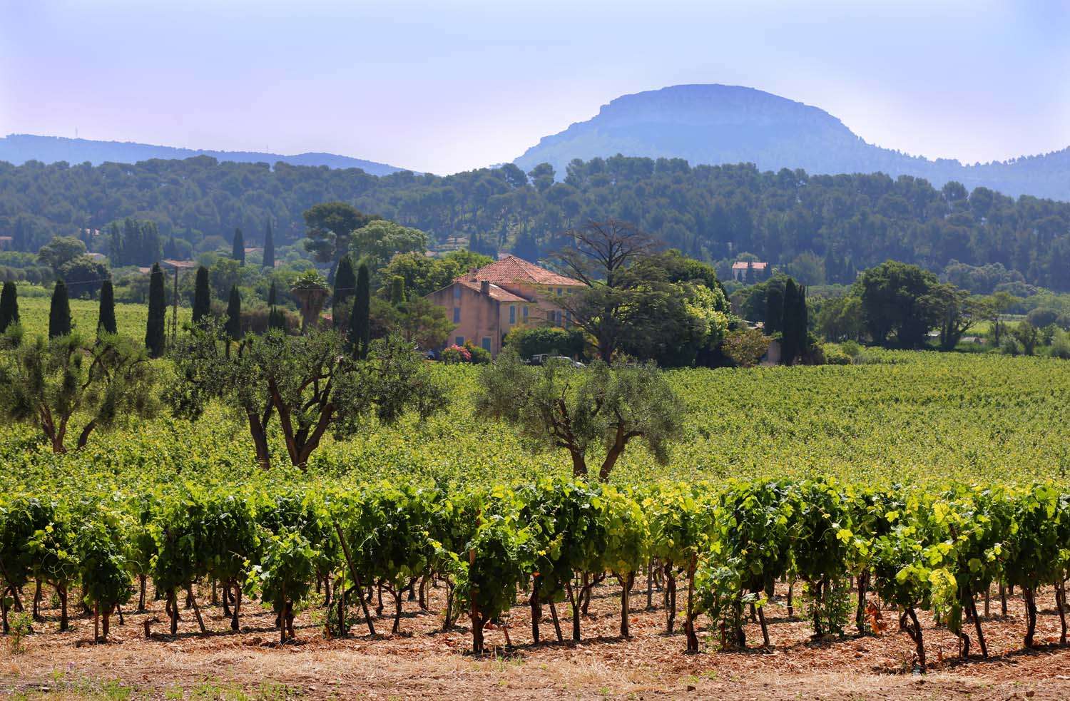 Domaine Cassis Bodin, Cassis - photo 5
