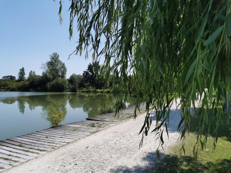Chemins au Lac de Frace