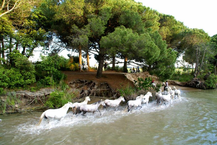 Chevaux Camarguais en baignade