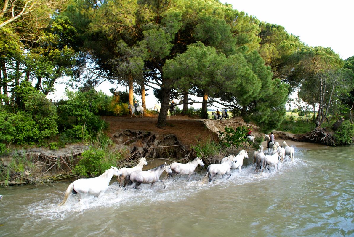 ViaRhôna - chevaux de Camargue & Canal © Gard Tourisme