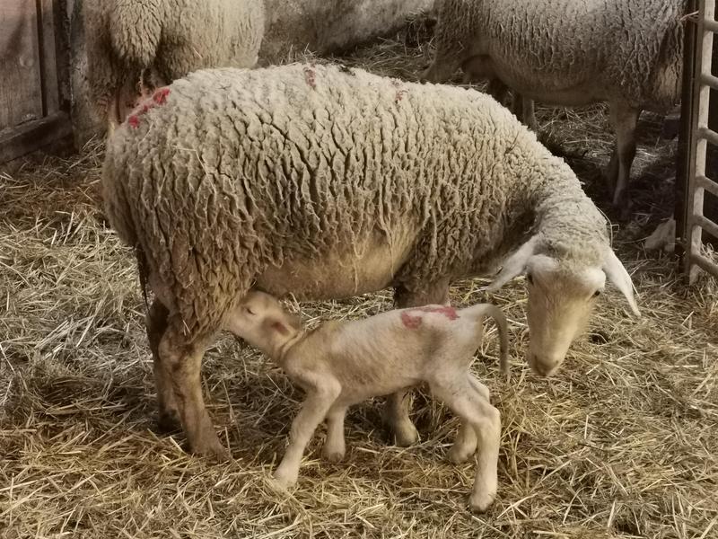 Bergerie Porte Rouge