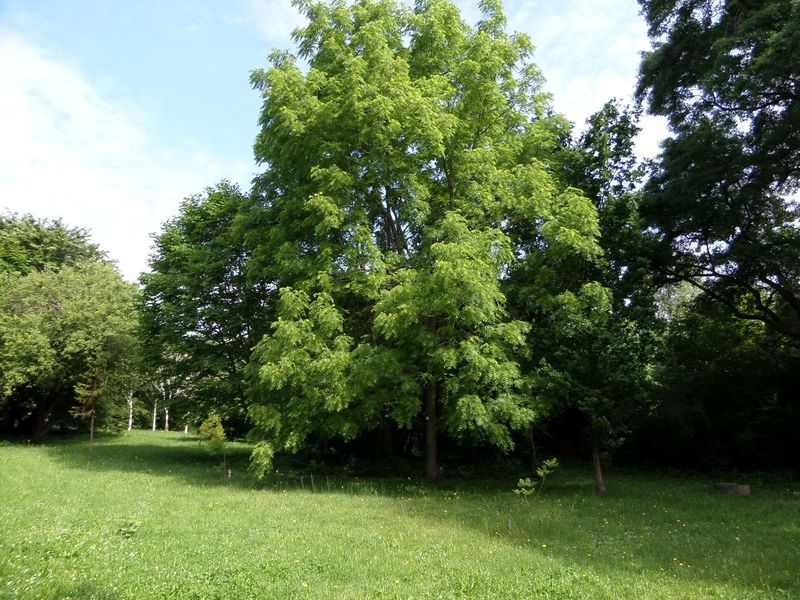 Arboretum municipal Roger de Vilmorin, Verrière le buisson