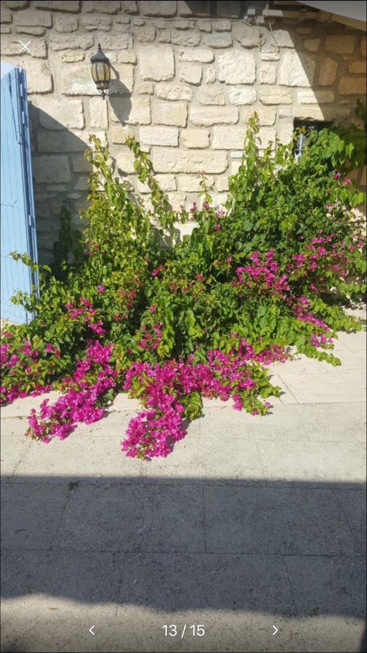 Mas des Oliviers - photo 4