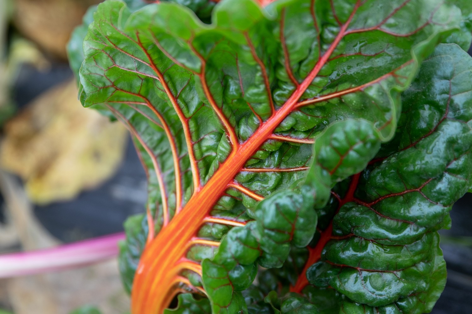 Les Jardins de Cidamos