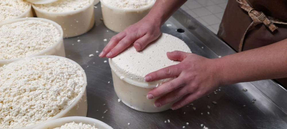 Visite à la ferme, traite des vaches et fabrication du fromage_Cordon