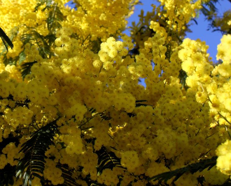 Le mimosa au cœur des Petites Maures_Les Issambres (Roquebrune sur Argens)