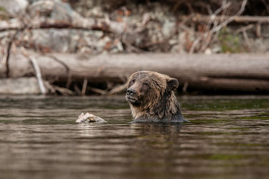 Exposition : Belles bêtes, au plus près du sauvage