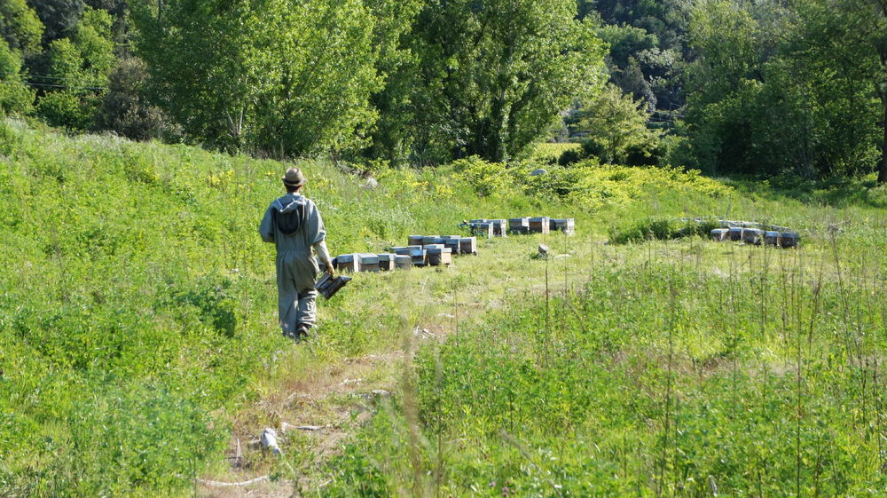 The Ardèche bee - Arne Lorz, beekeeper