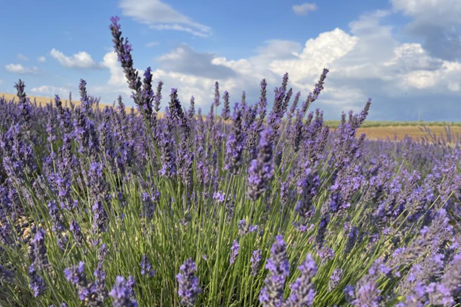 Champs de lavande à Valensole