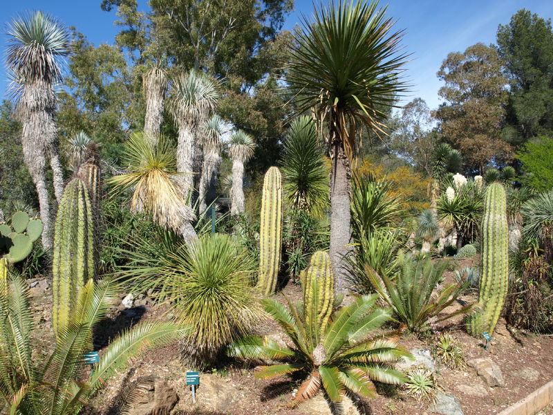 Rocaille mexicaine tricocerus au Jardin Zoologique Tropical à La Londe les Maures