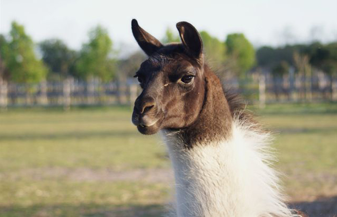 Parc aux animaux - Ferme de Magné