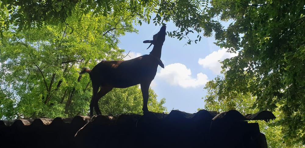 Visites et ateliers de la mini ferme d'animation Path'O Calme - Trept - Balcons du Dauphiné