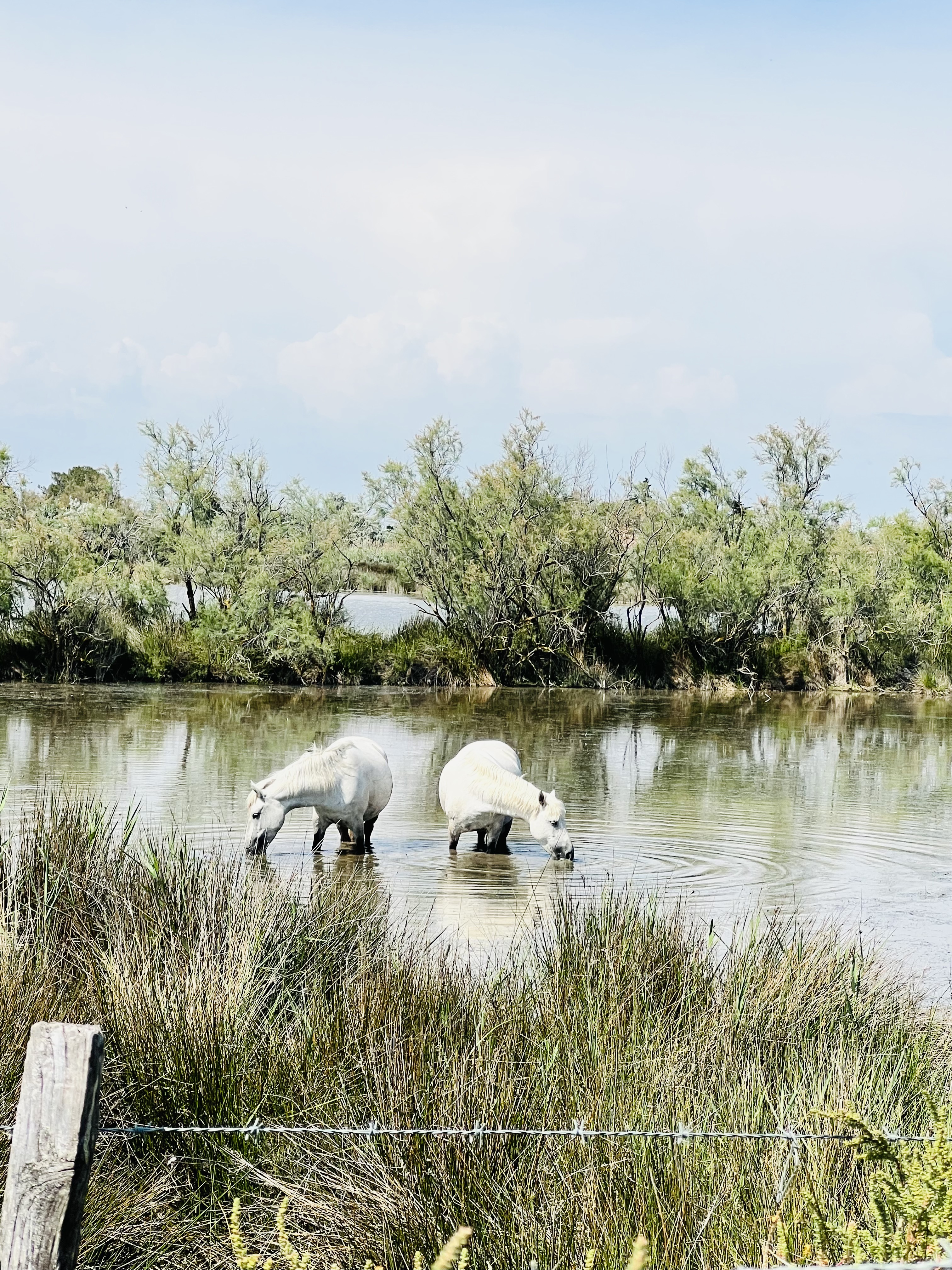 Le Petit Train Camarguais - photo 5