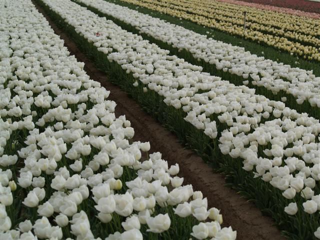 Tulipes de Jonquières