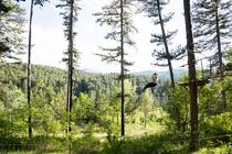 Parcours acrobatiques en hauteur, Parcours Famille