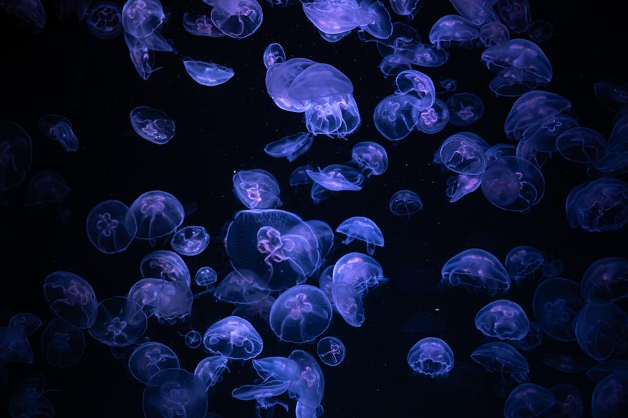 Mondes oniriques : Le Cercle des Mu00e9duses et la galerie des merveilles_u00c9tampes