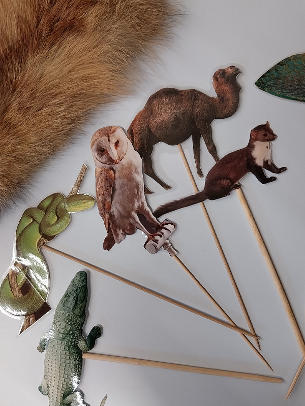 Animation hors les murs "Plumes, poils, écailles, coquilles" à la Bibliothèque des 5 avenues