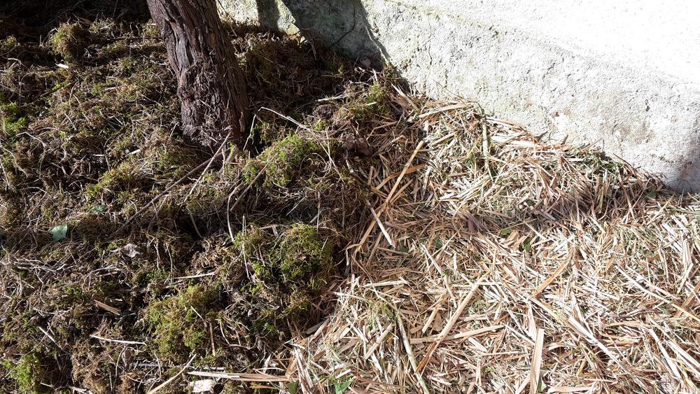 Atelier "Les végétaux : ressources de mon jardin"