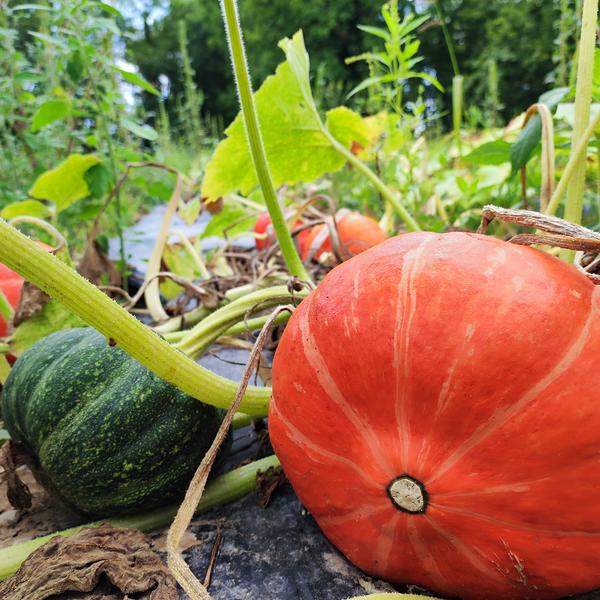 Courge Potimarron