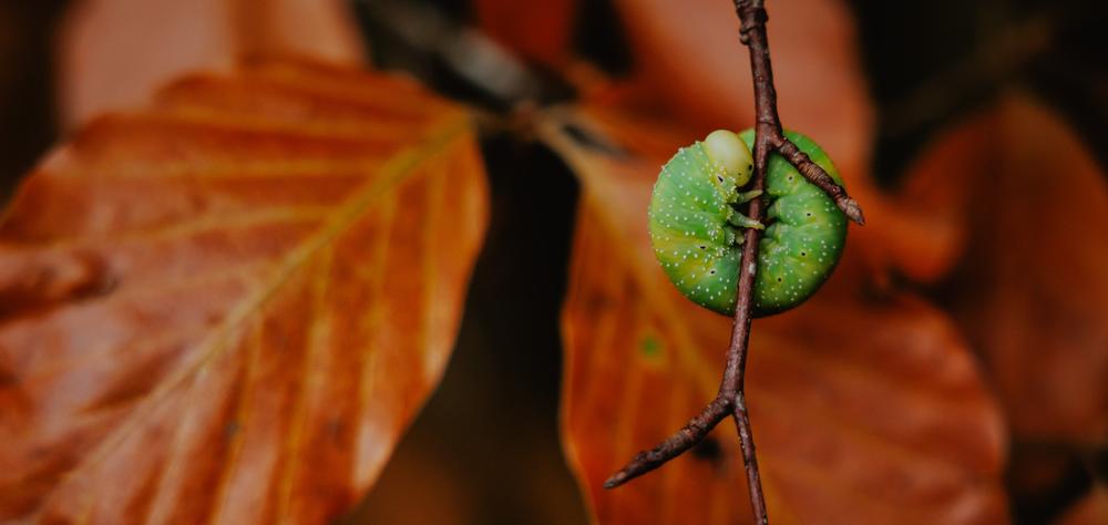 Balade Cueillette d'Ephémère - Cascade du Cheylat